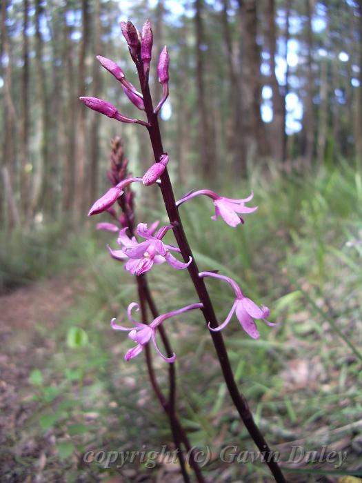 Orchid, forests near Sassafras IMGP0910.JPG